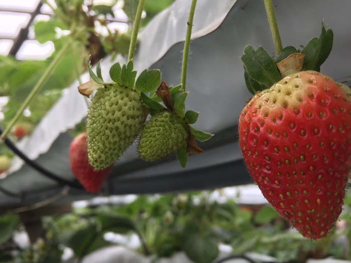 strawberi