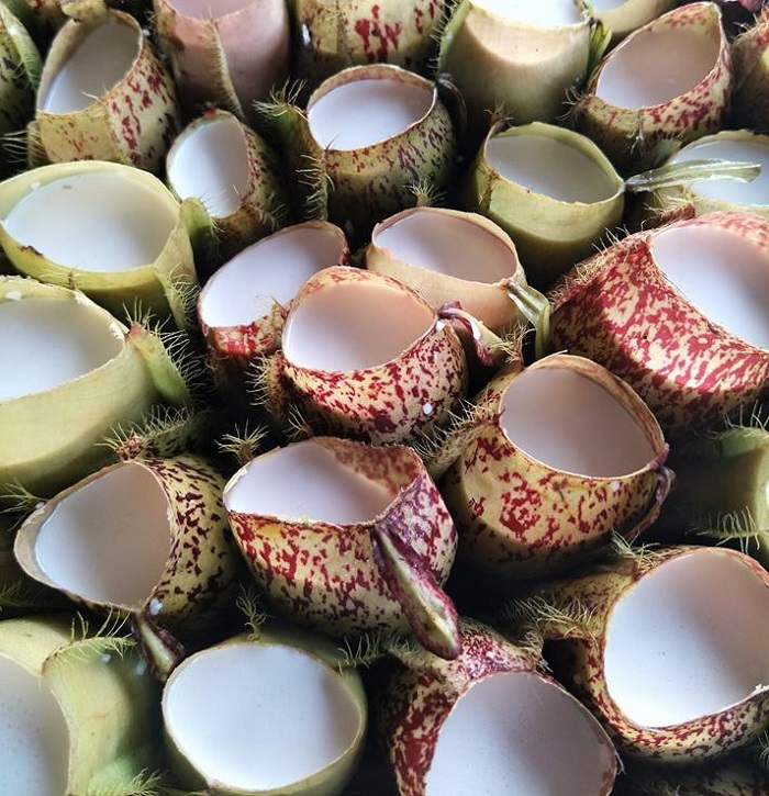 Lemang periuk kera