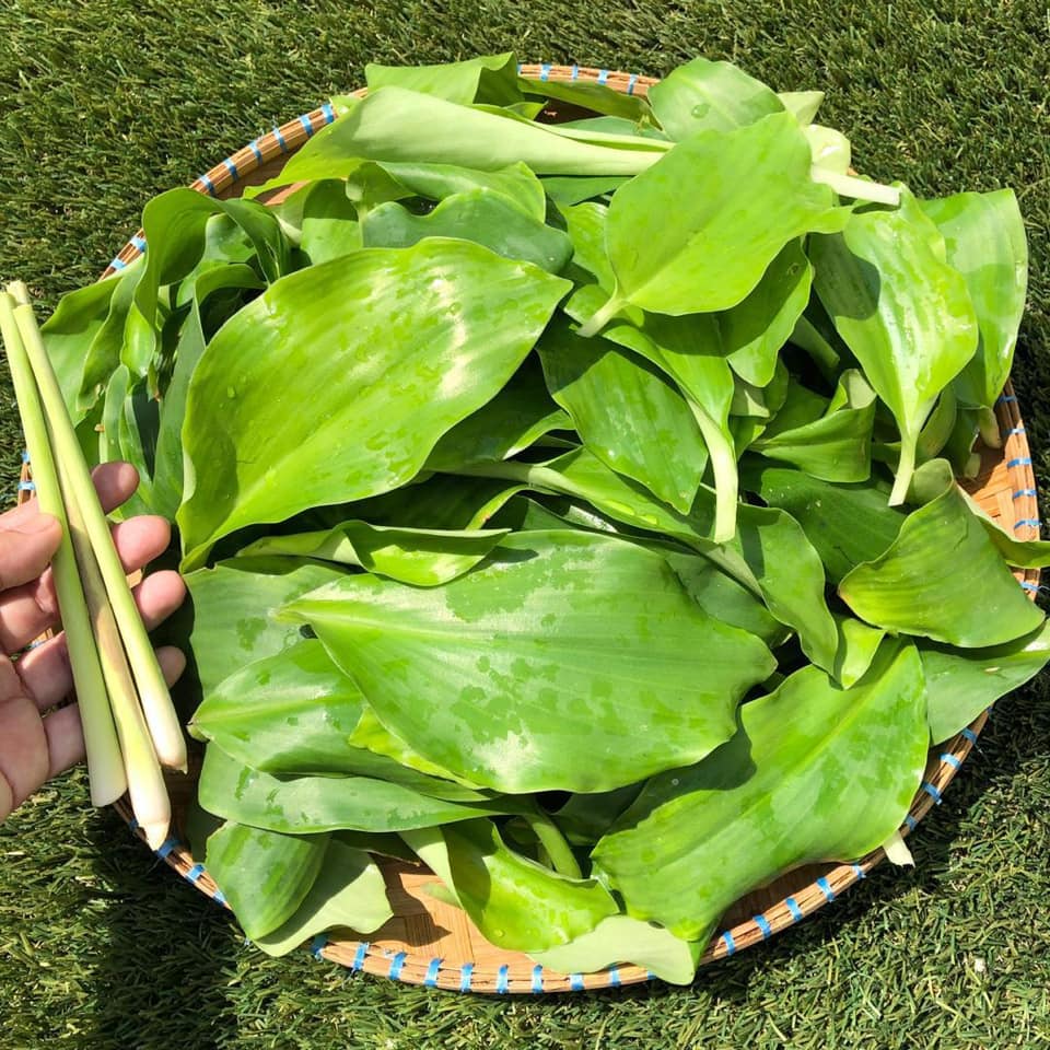 daun cekur