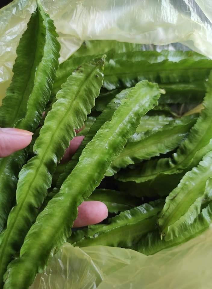 kacang botol