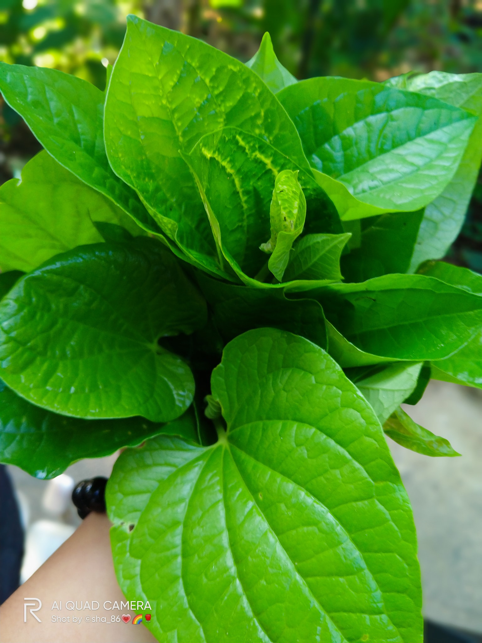 Daun kaduk segar sebagai ulam tradisional