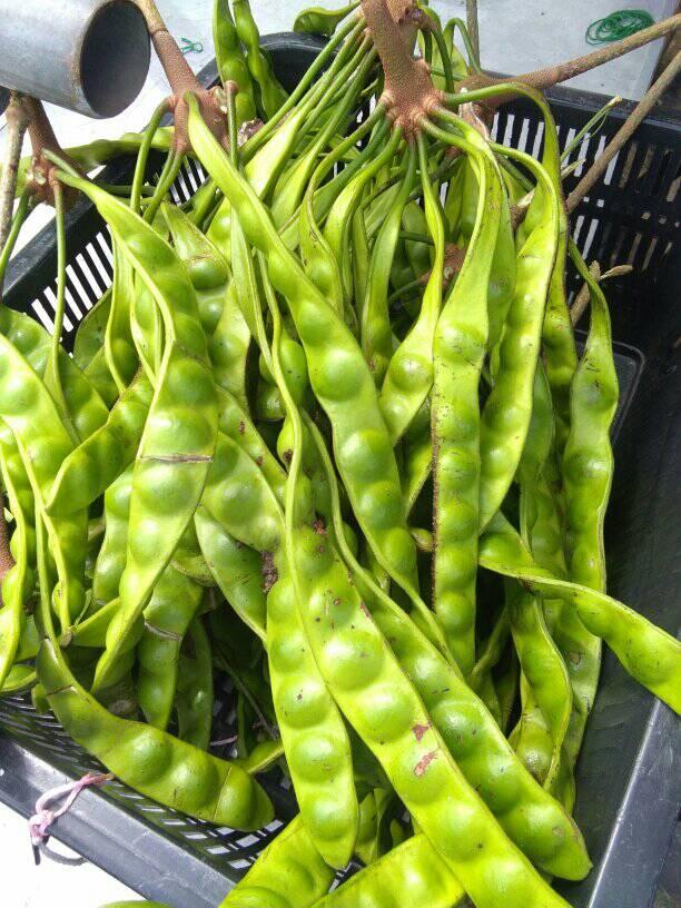 jenis ulam petai
