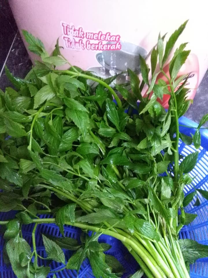 daun selom