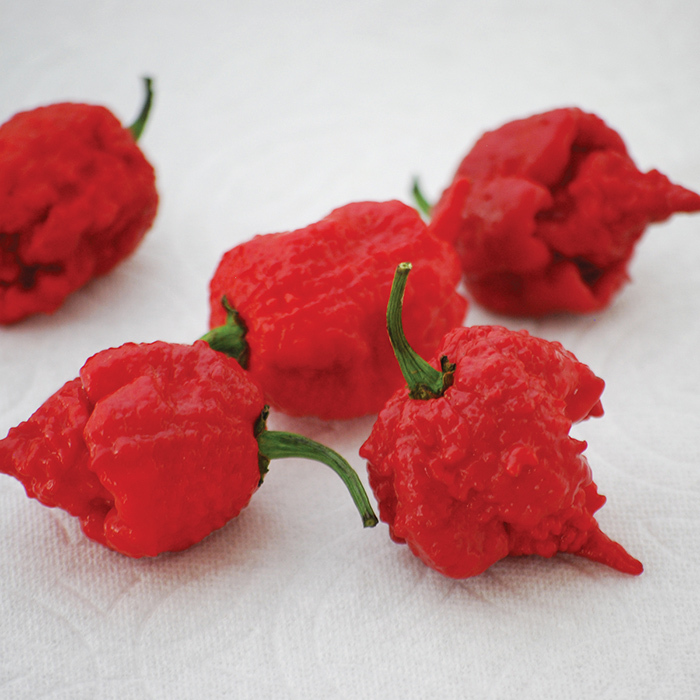 carolina reaper