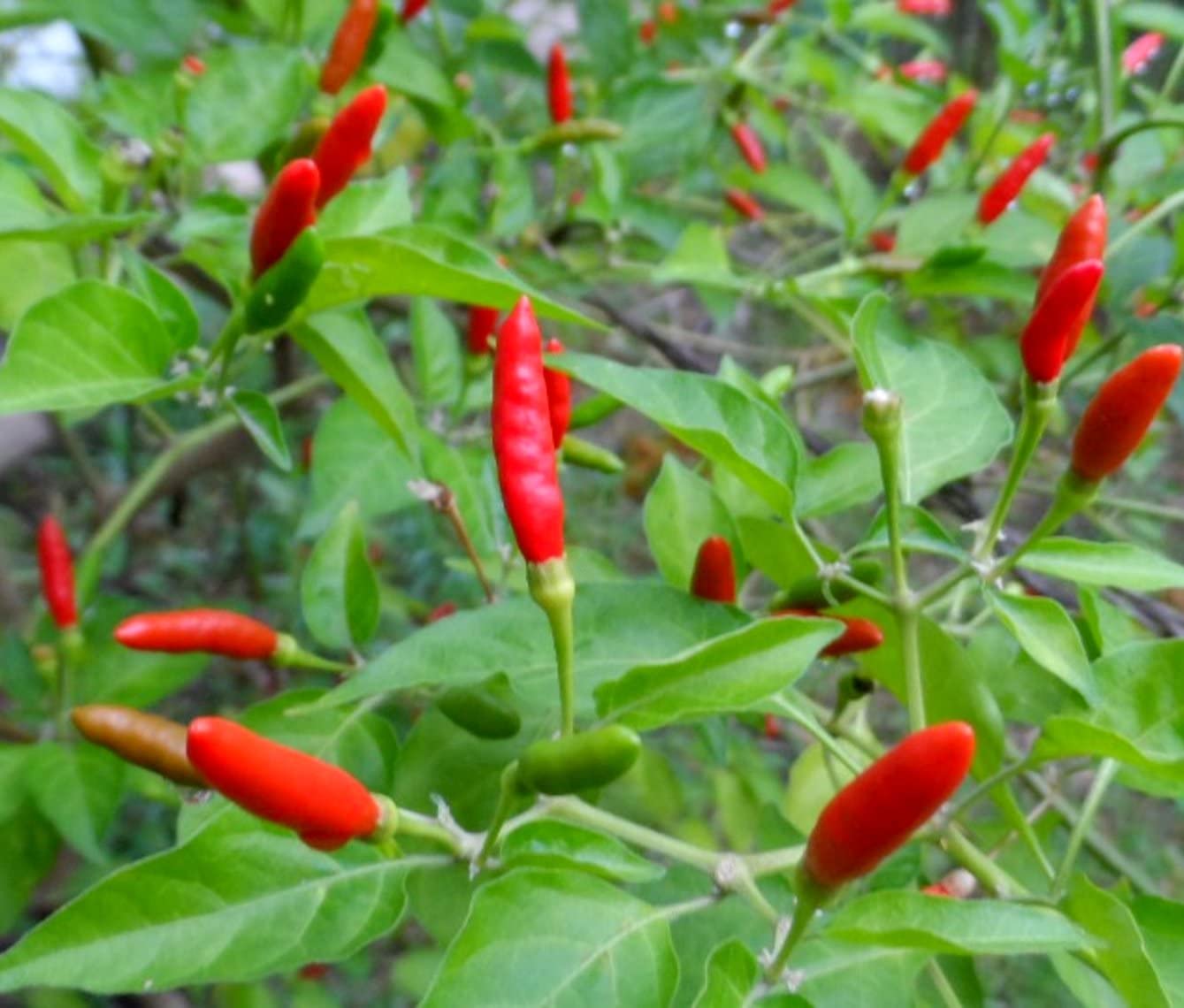 jenis cili padi