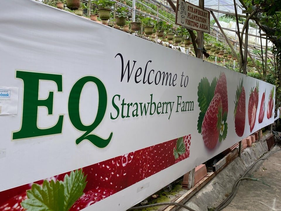 Stroberi segar EQ Strawberry Farm