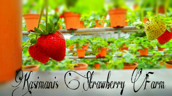 Kebun stroberi Kasimanis Strawberry Farm
