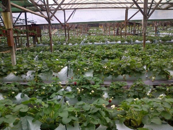 Pemandangan Healthy Strawberry Farm
