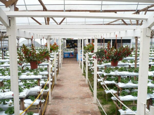Aktiviti di YZ Agro Farm Cameron Highland