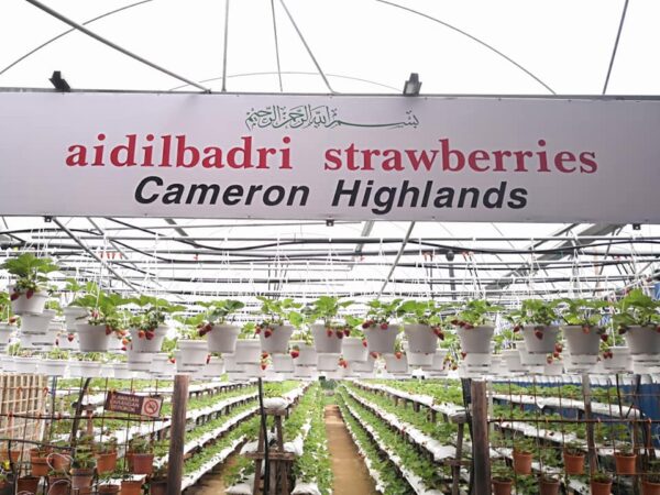 Stroberi merah segar Aidilbadri Strawberries