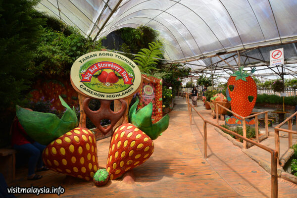Pemandangan Big Red Strawberry Farm