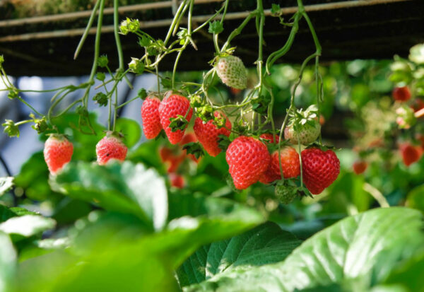 Kebun stroberi Raju’s Hill Strawberry Farm
