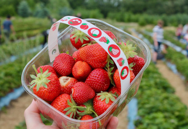 Ladang strawberi di Cameron Highland dengan buah strawberi segar siap untuk dipetik
