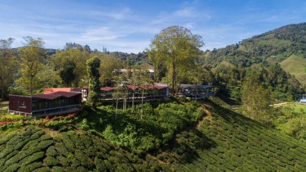 Pemandangan ladang teh BOH Sungai Palas Tea Garden